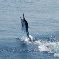 The white marlin bite has been great offshore lately. The white marlin bite has been great offshore lately.