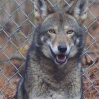 Enjoy a free Howling Safari at Alligator River NWR on Sat. Enjoy a free Howling Safari at Alligator River NWR on Sat.