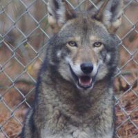 Enjoy a free Howling Safari at Alligator River NWR on Sat.