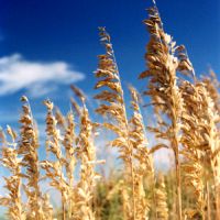 Sea Oats, South Nags Head Sea Oats, South Nags Head