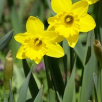 Daffodils are Spring's first big burst of color. Daffodils are Spring's first big burst of color.
