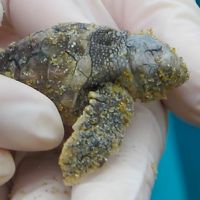 A baby turtle found in an excavated nest in September 2012. A baby turtle found in an excavated nest in September 2012.