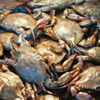 Blue crab is the star of the Blue Crab Kayak and Cook Tour. Blue crab is the star of the Blue Crab Kayak and Cook Tour.