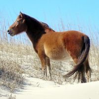 Support Corolla's wild ponies at two events this week.