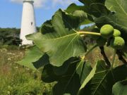 11th Annual Ocracoke Fig Festival