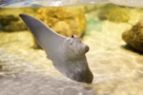 North Carolina Aquarium on Roanoke Island, Breakfast with the Rays