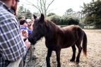 Island Farm, Visit with a Banker Pony