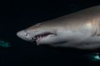 North Carolina Aquarium on Roanoke Island, Behind the Scenes: Shark Feeding