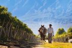 TRiO Restaurant & Market, Wine Tasting: The Royal Wine Houses of Argentina