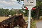 Island Farm, Visit with a Banker Pony