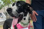 Outer Banks SPCA, 5th Annual Bark in the Park