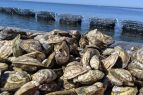 Sticky Bottom Oyster Company, Fresh Hatteras Oysters