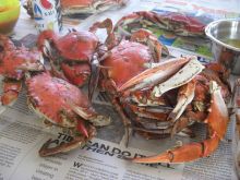 Blue Crabs