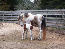 Signs of spring include a new filly in the Ocracoke pony pen