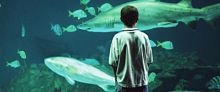Check out the Aquarium's new Shark Exhibit.