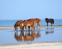 Support the N.C. state horses at Corolla Wild Horse Days