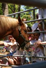 Pet a gentled Spanish Mustang on Wednesdays in Corolla