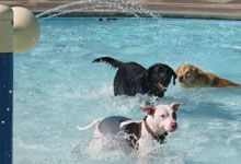 Bring your dog to the Y for a walk and a pool swim on Sat.