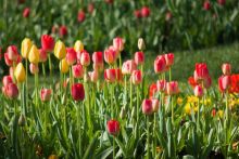 Tiptoe over to the Elizabethan Gardens to see the tulips.