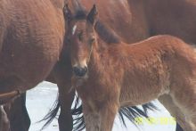 See wild horses roaming freely on the sands north of Corolla