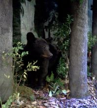 You'll find this guy at the new NWR Visitor Center