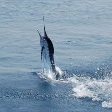 The white marlin bite has been great offshore lately.