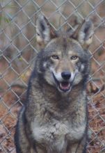 Enjoy a free Howling Safari at Alligator River NWR on Sat.