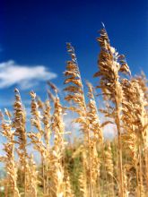 Sea Oats, South Nags Head