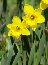 Daffodils are Spring's first big burst of color.