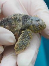 A baby turtle found in an excavated nest in September 2012.