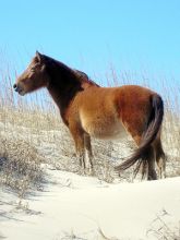 Support Corolla's wild ponies at two events this week.
