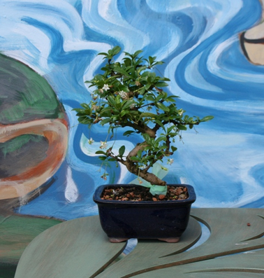 Silver Bonsai Gallery, 8" FUKIEN TEA
