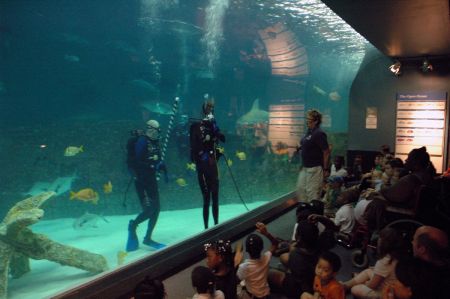 North Carolina Aquarium on Roanoke Island, Aquarium Shark Dive