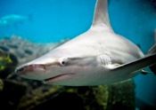 North Carolina Aquarium on Roanoke Island, Shark Tank Tour