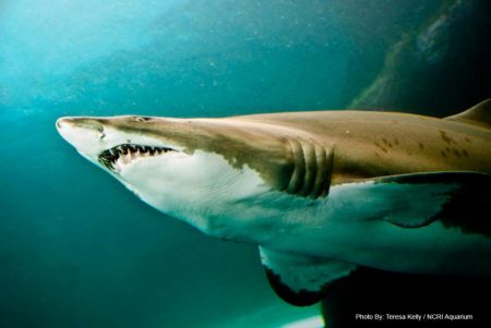 North Carolina Aquarium on Roanoke Island, Shark Bites