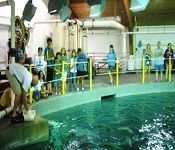 North Carolina Aquarium on Roanoke Island, Shark Exhibit Tour