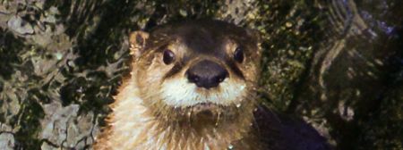North Carolina Aquarium on Roanoke Island, Happy Otter Hour