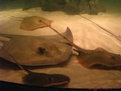 North Carolina Aquarium on Roanoke Island, Breakfast with the Rays