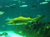 North Carolina Aquarium on Roanoke Island, Aquarium Swim with Sharks