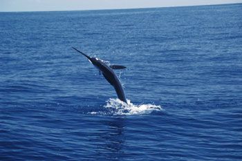 Good Times Sportfishing, Near and Offshore Charters