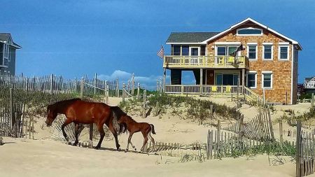 Brindley Beach Vacations, Dolphin Watch