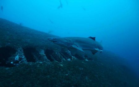 Graveyard of the Atlantic Museum, Salty Dawgs Lecture Series: Wreck of Merak