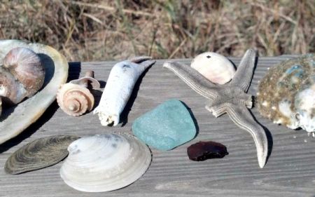 Graveyard of the Atlantic Museum, Salty Dawgs Lecture Series: Beachcombing Biology: The Stories