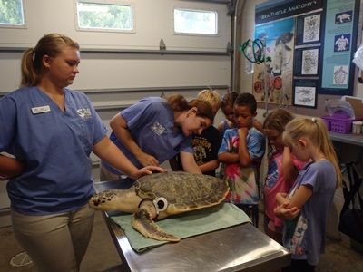 North Carolina Aquarium on Roanoke Island, Sea Turtle Hatchling Summer Camp