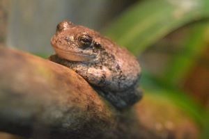 North Carolina Aquarium on Roanoke Island, Toads, Frogs and Salamander Oh My! Day Camp