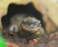 North Carolina Aquarium on Roanoke Island, Animal Ambassadors