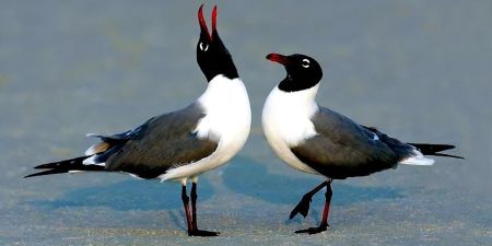 Sandtrap Tavern, Laughing Gull Comedy OBX Summer Comedy Series