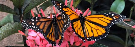 Elizabethan Gardens, Butterfly House Release