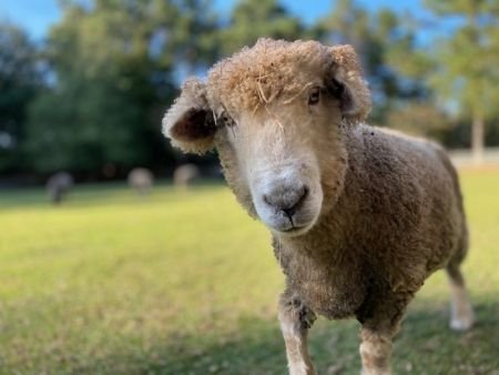 Island Farm, Sheep Shearing Day