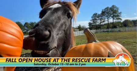 Corolla Wild Horse Fund, Fall Open House at the Farm